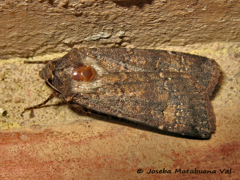 Noctuidae di questa fine settimana